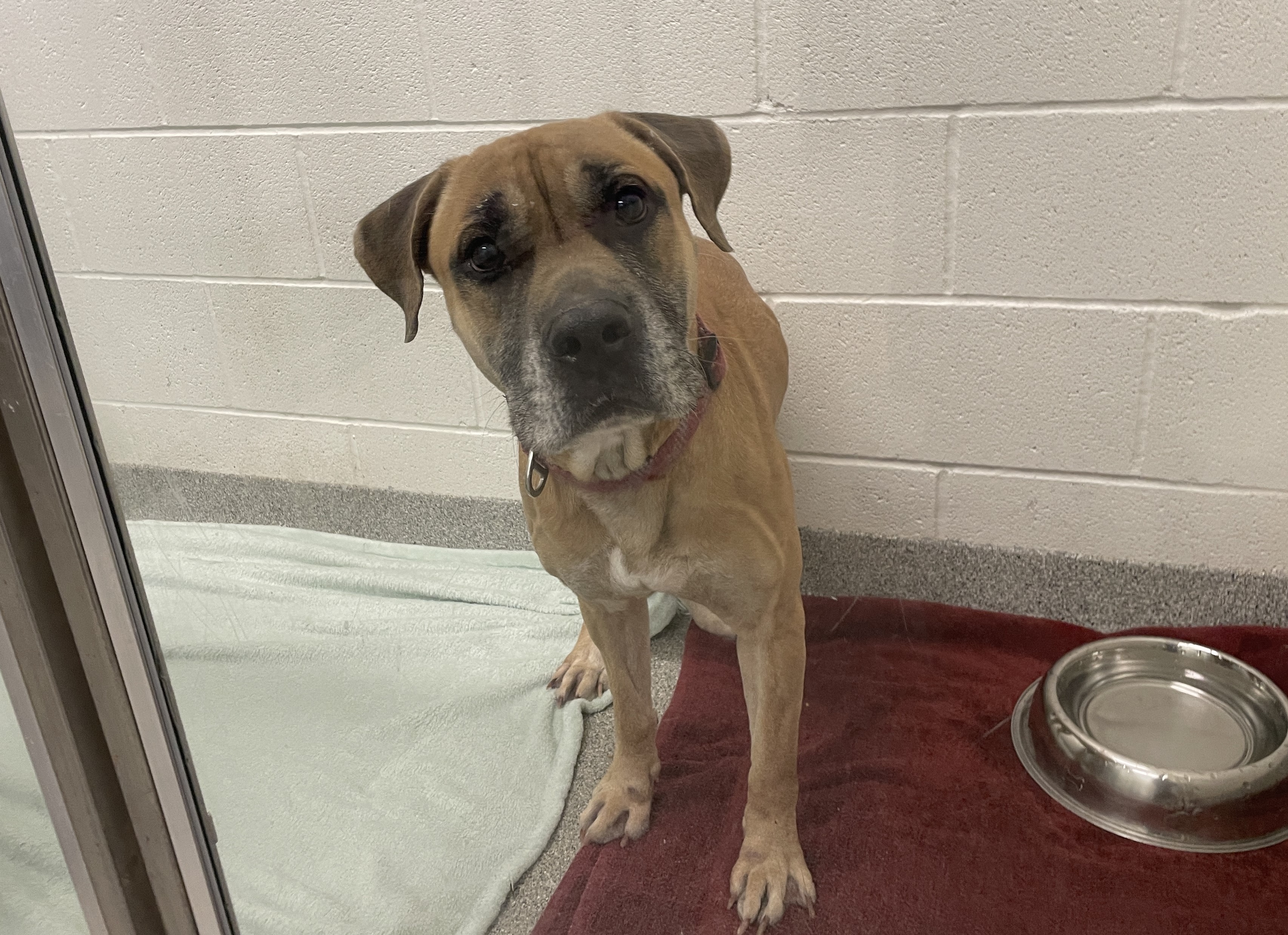 stray animal 1.26.26