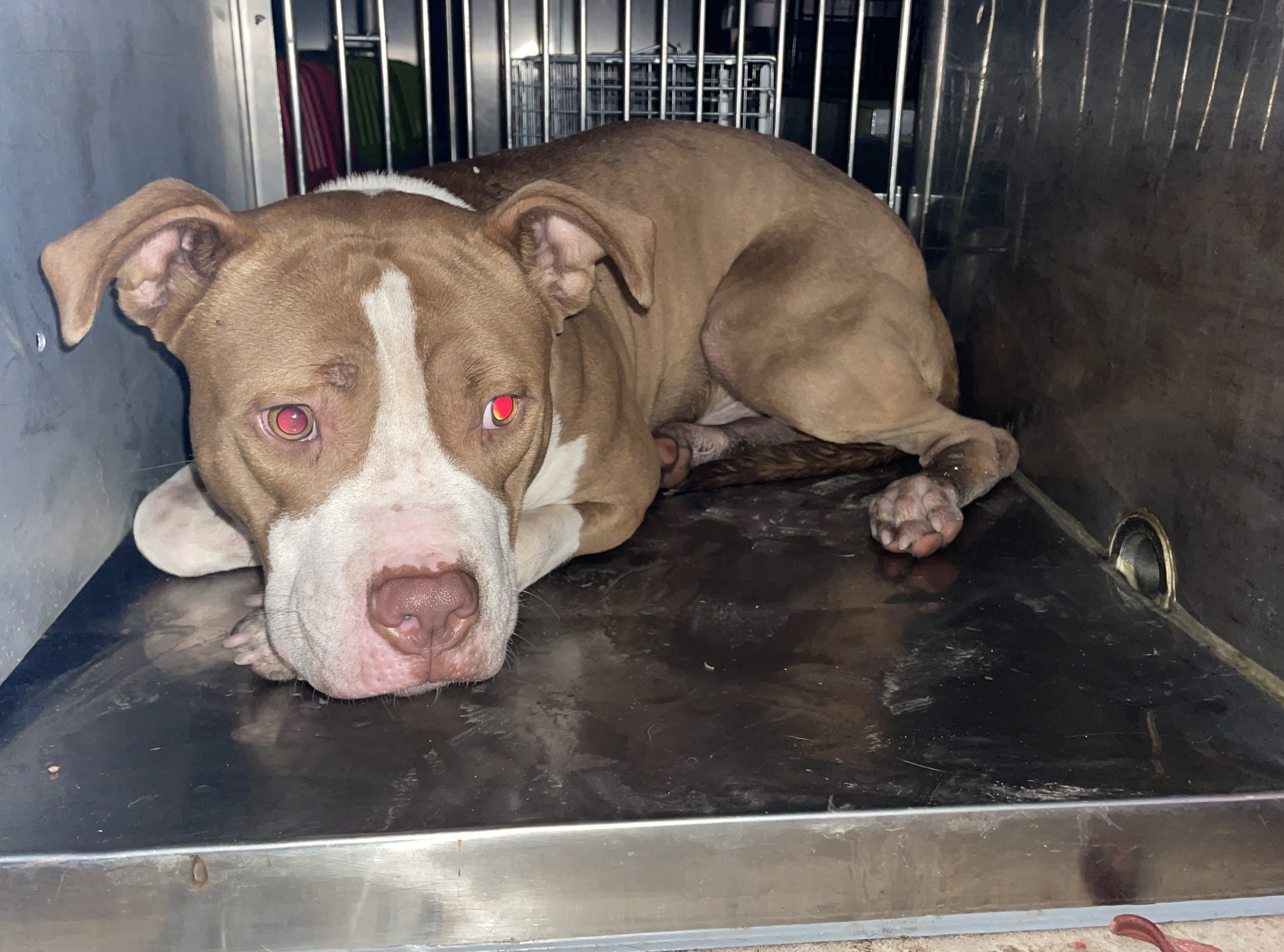 stray animal 12.18.25