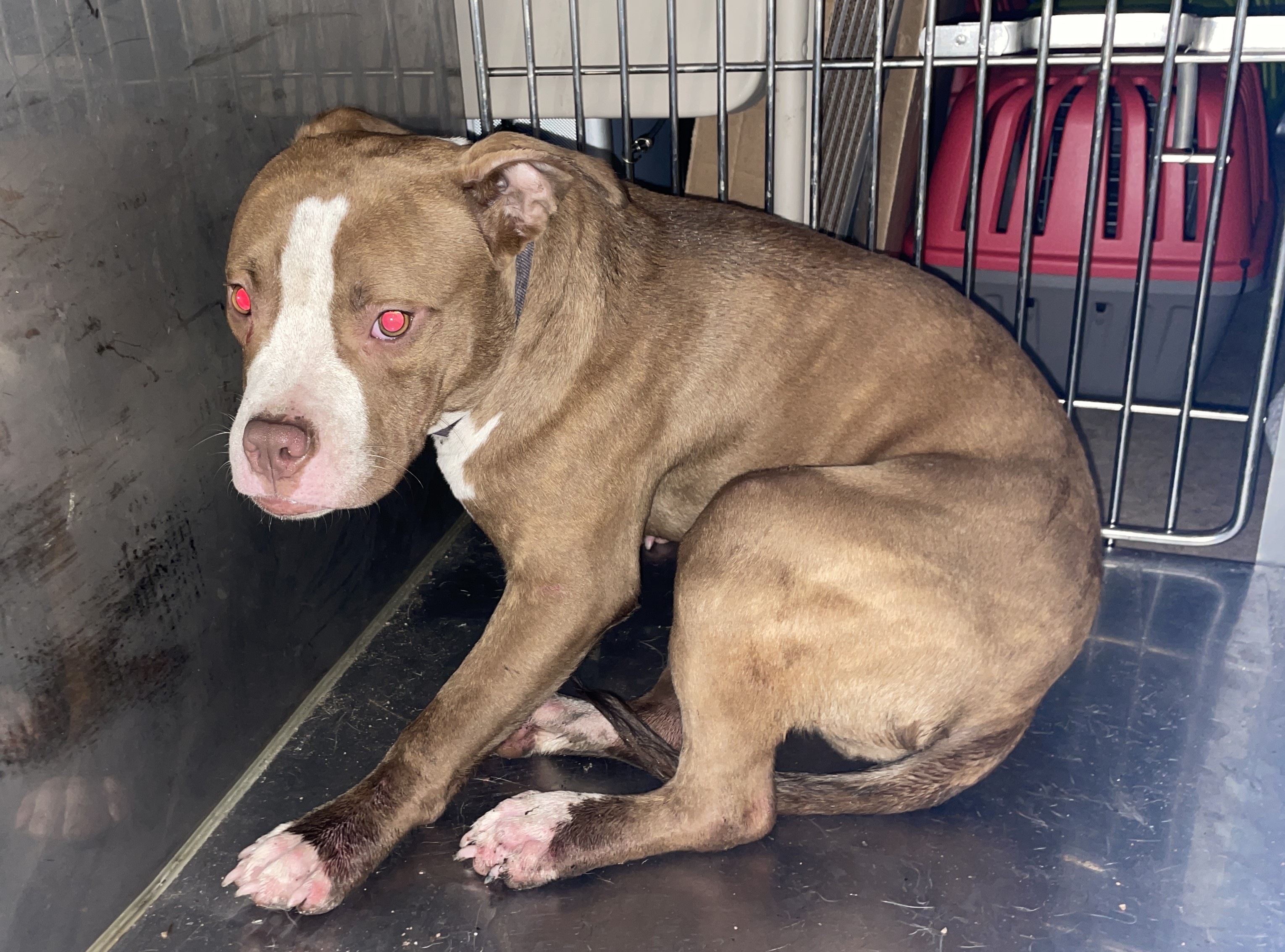 Stray animal2 12.18.25