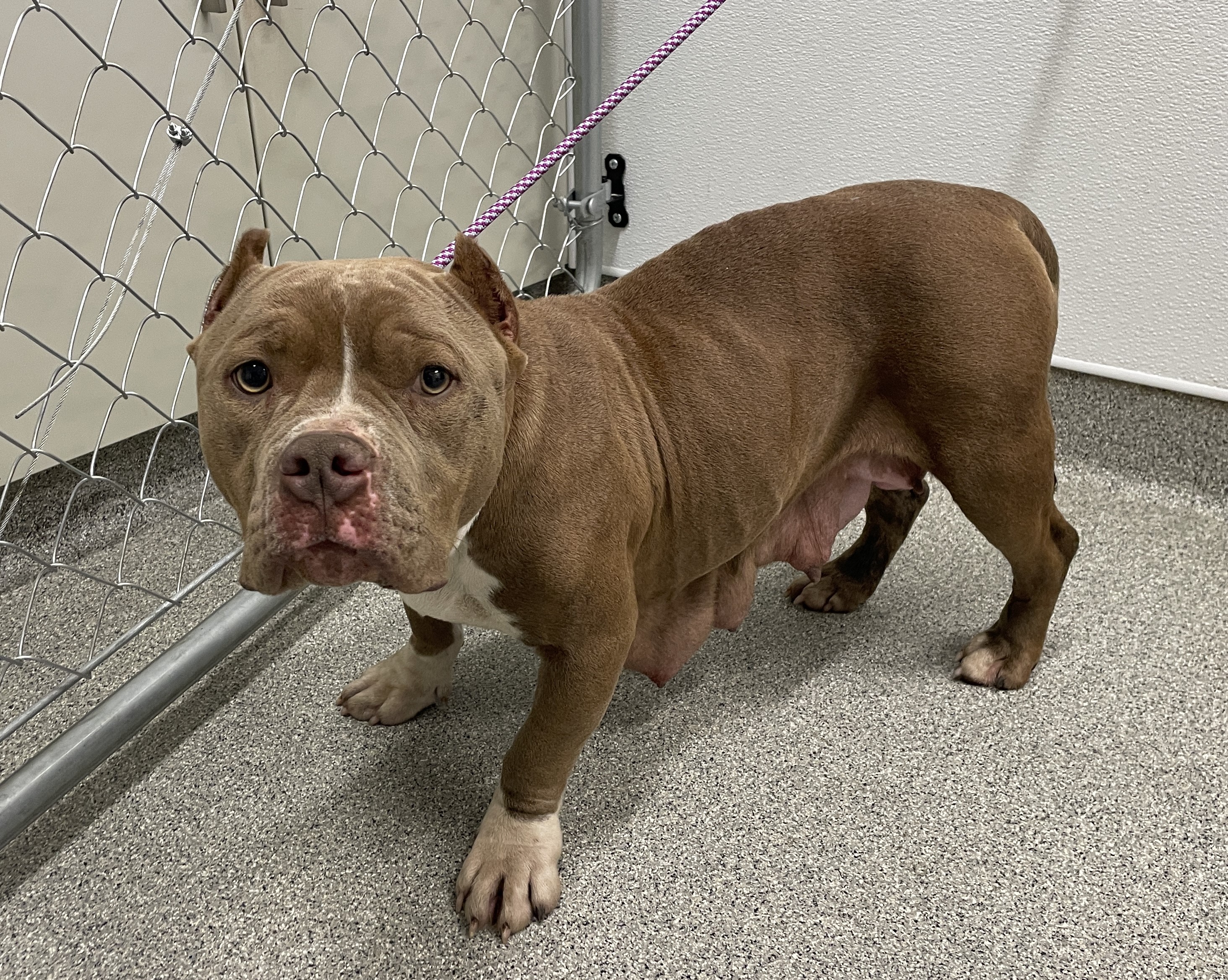 stray animal 12.27.25