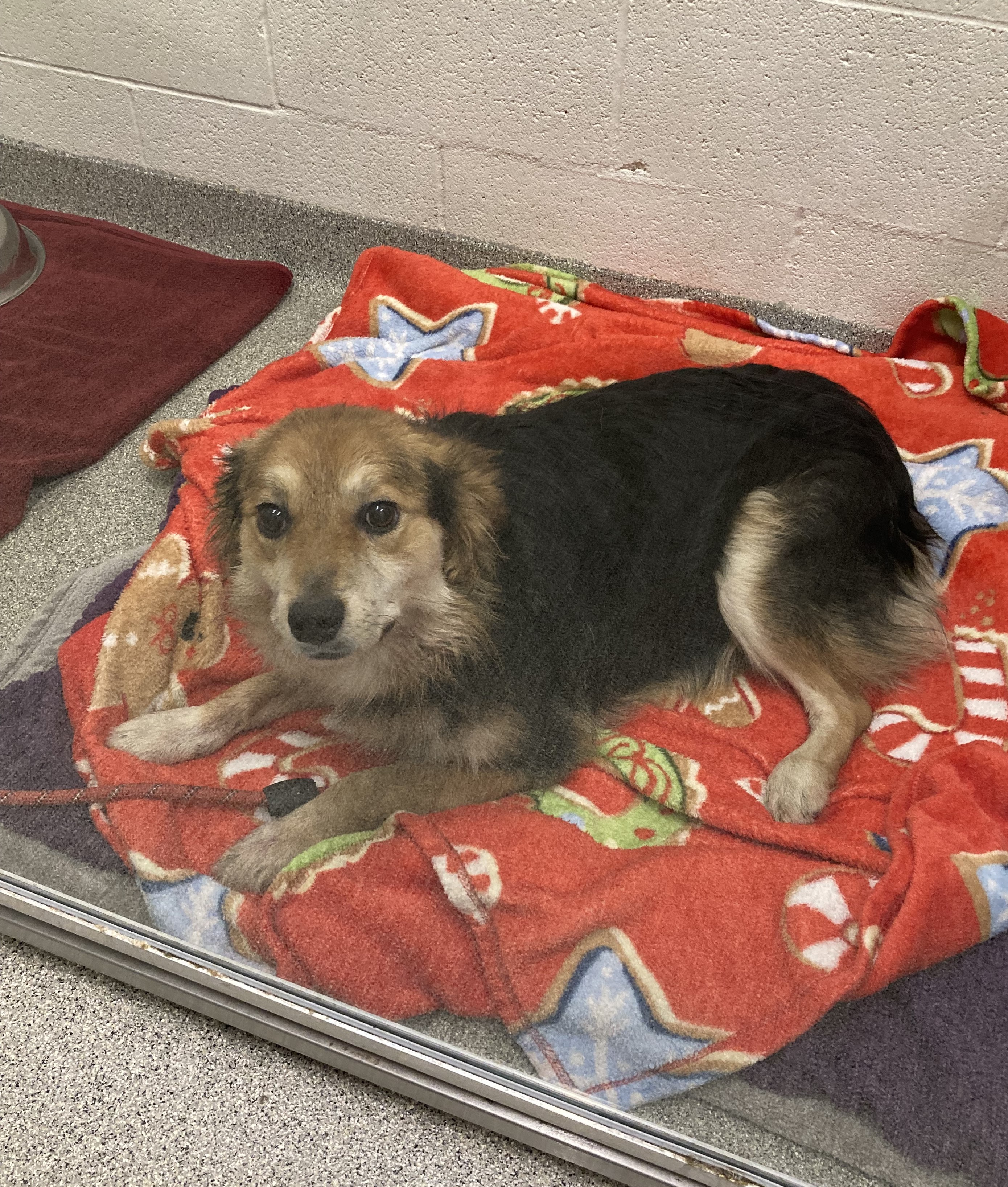 stray animal 12.30.25