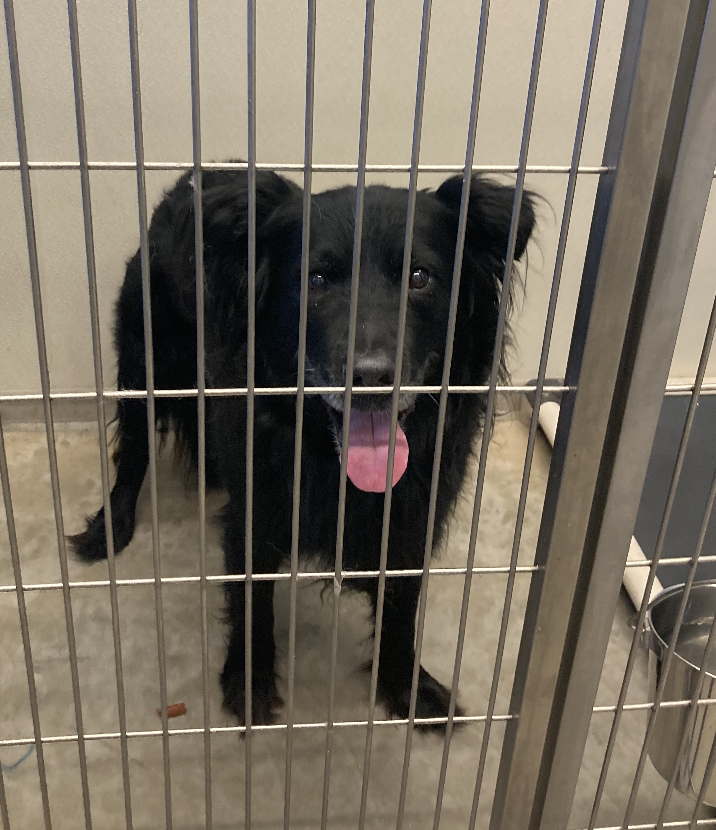 Black male labrador mix