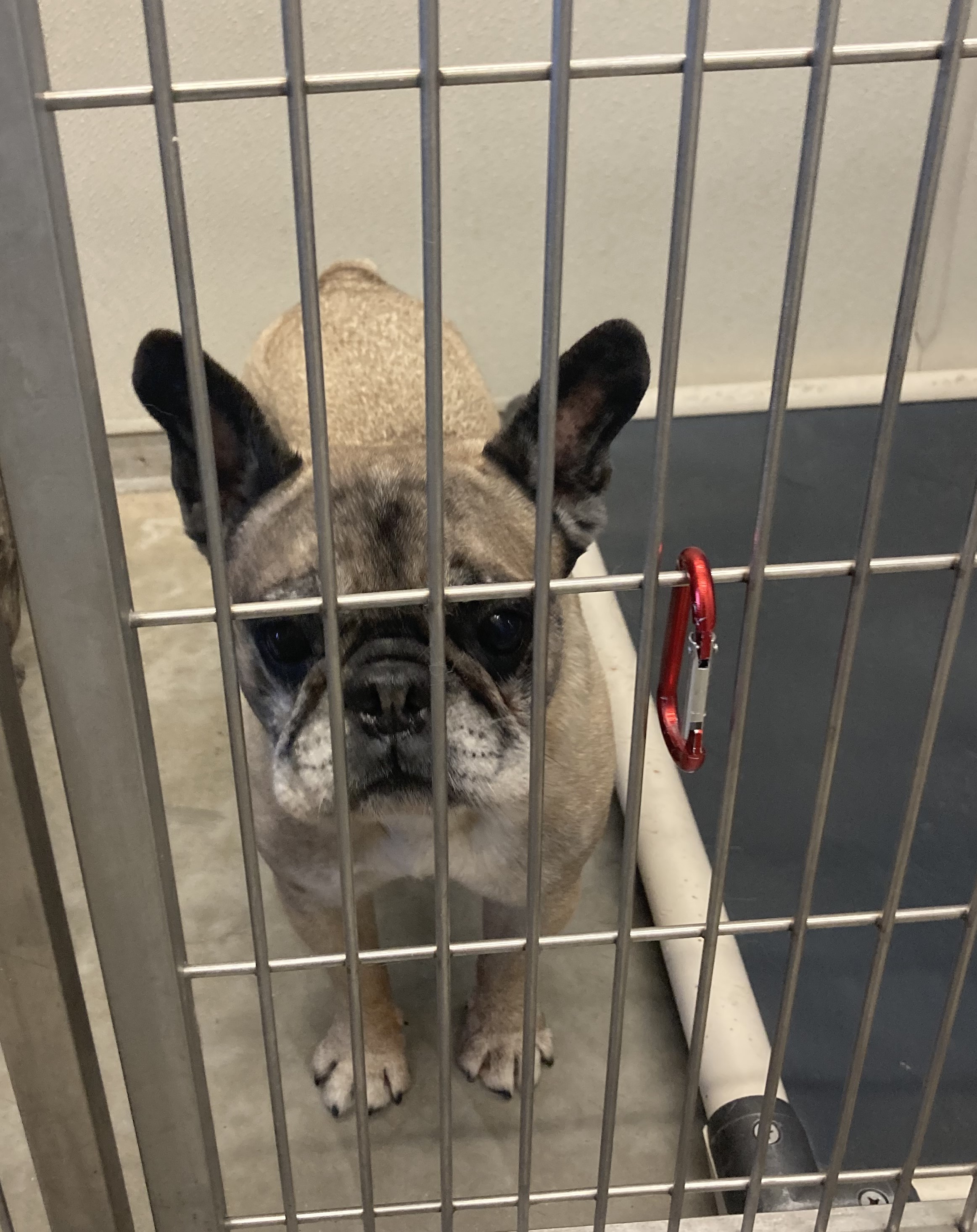 Tan male French Bulldog