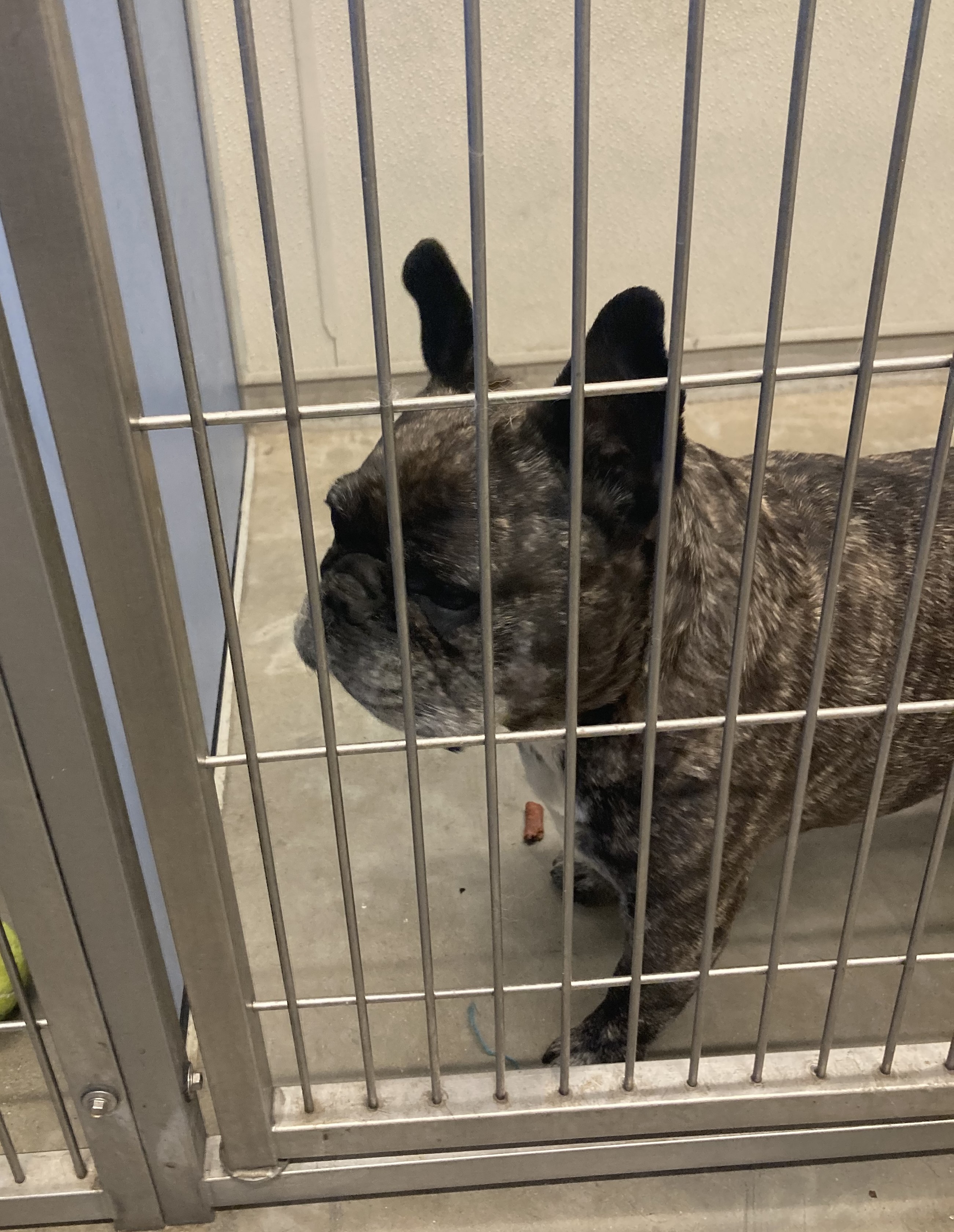 Female black/brindle French Bulldog