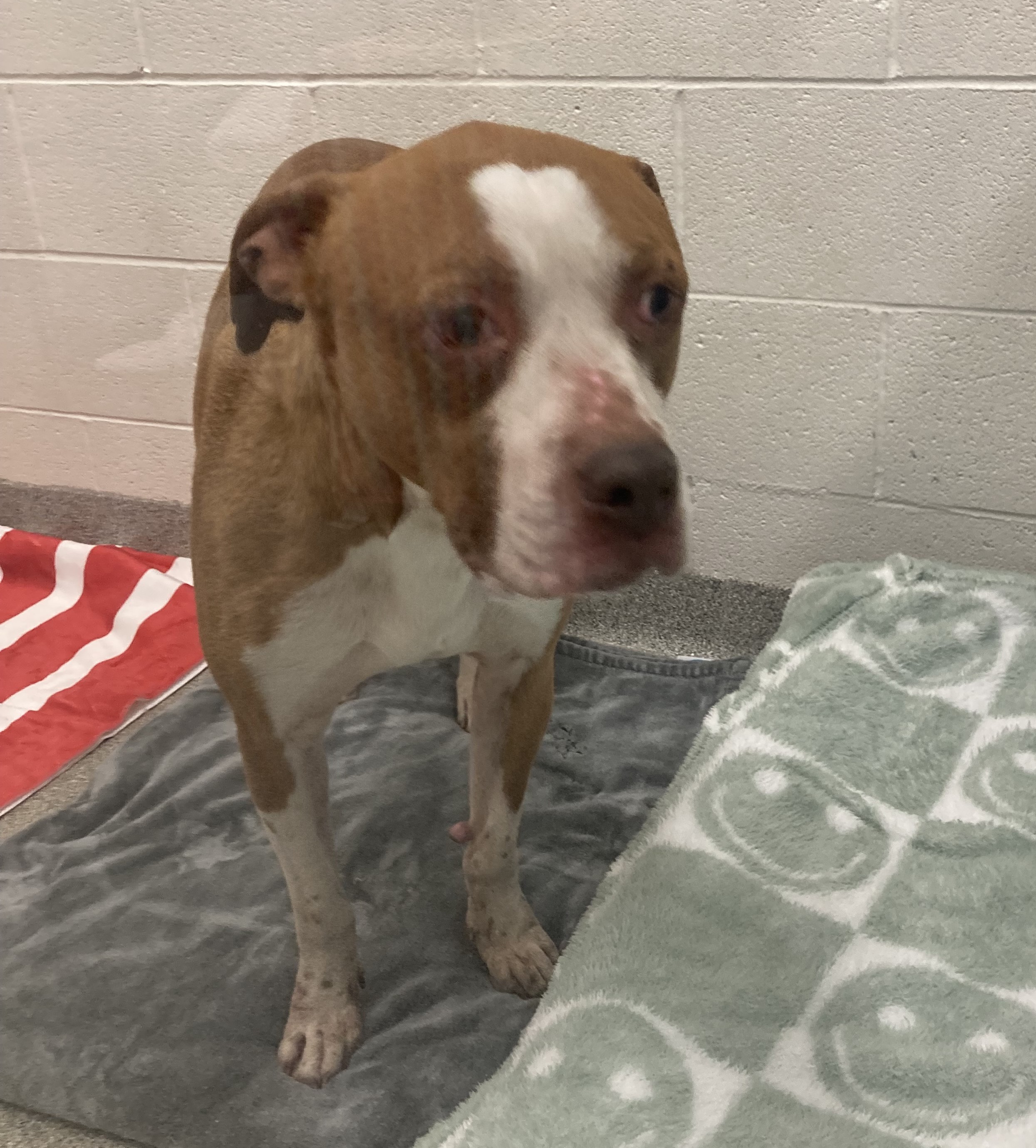 Brown and white female Pitbull