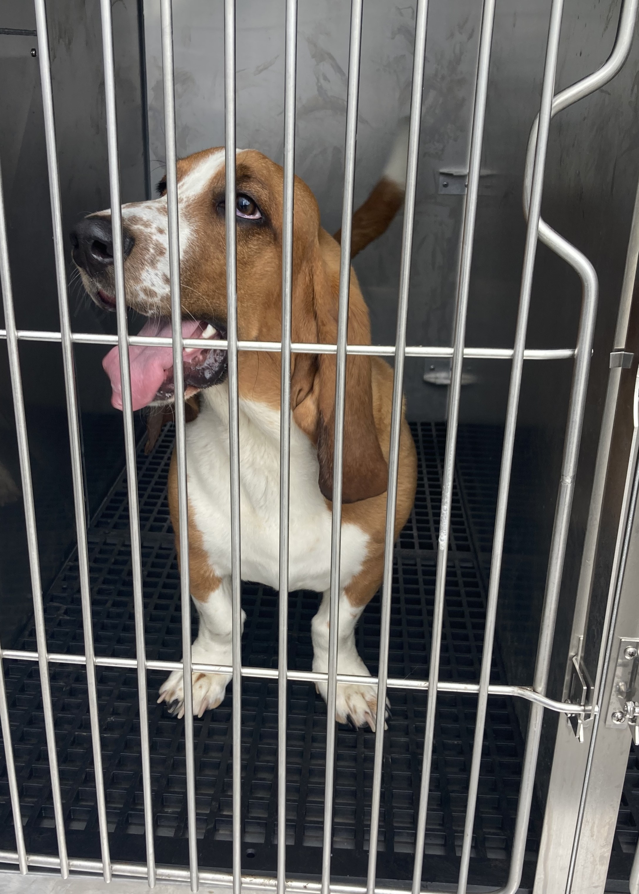 Brown and white male Basset Hound