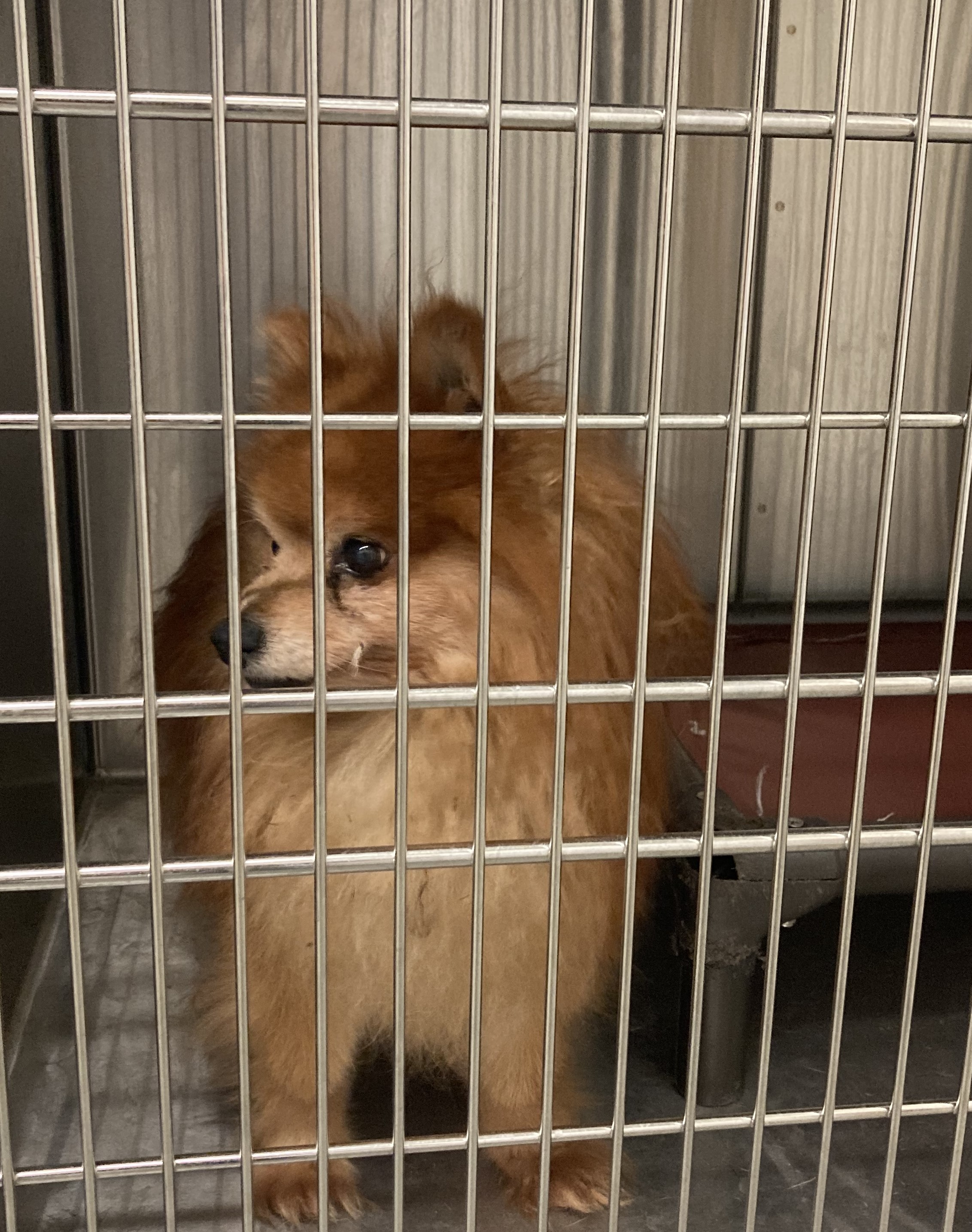 Pomeranian with red fur
