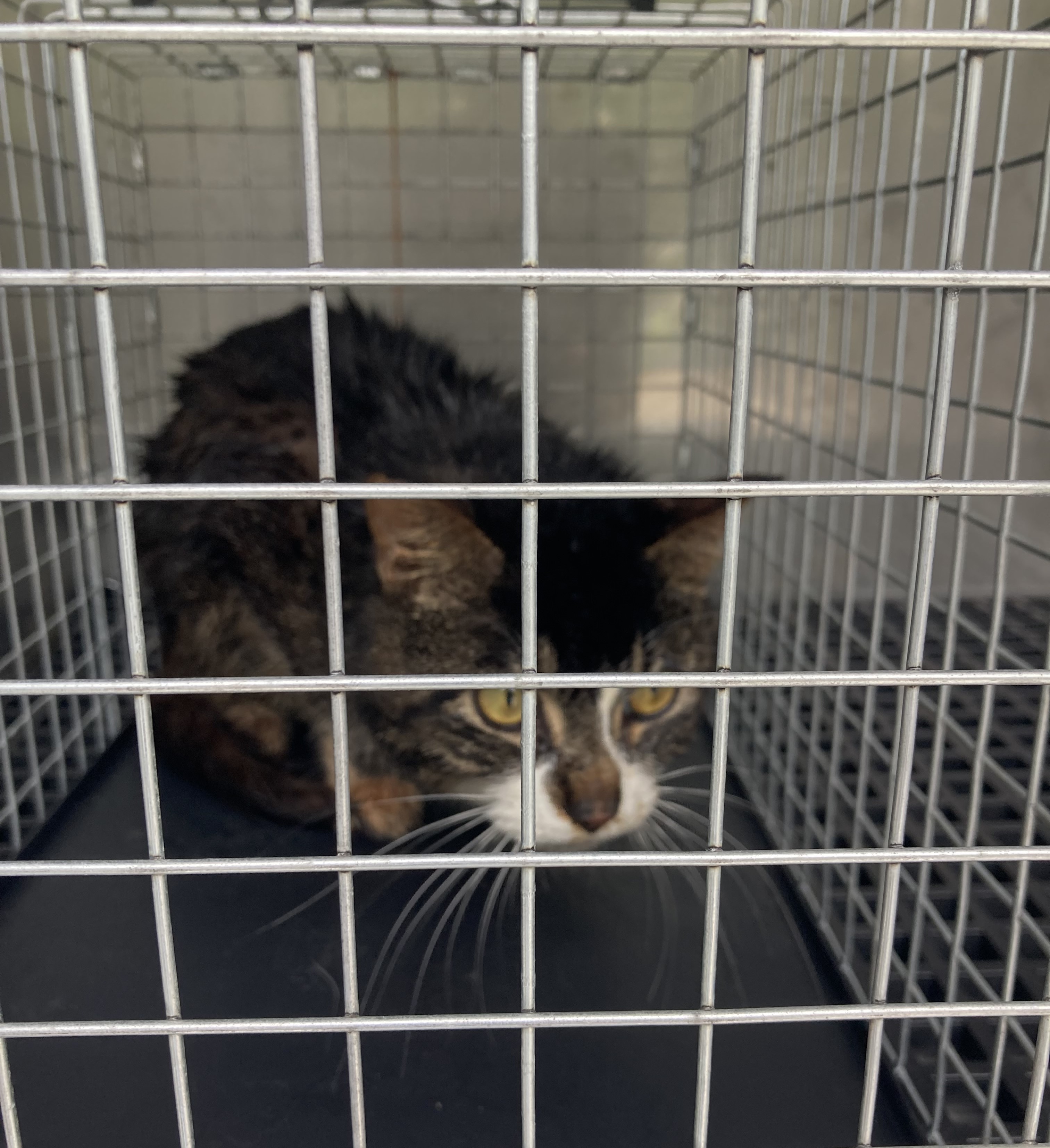 Brown, domestic shorthair male cat