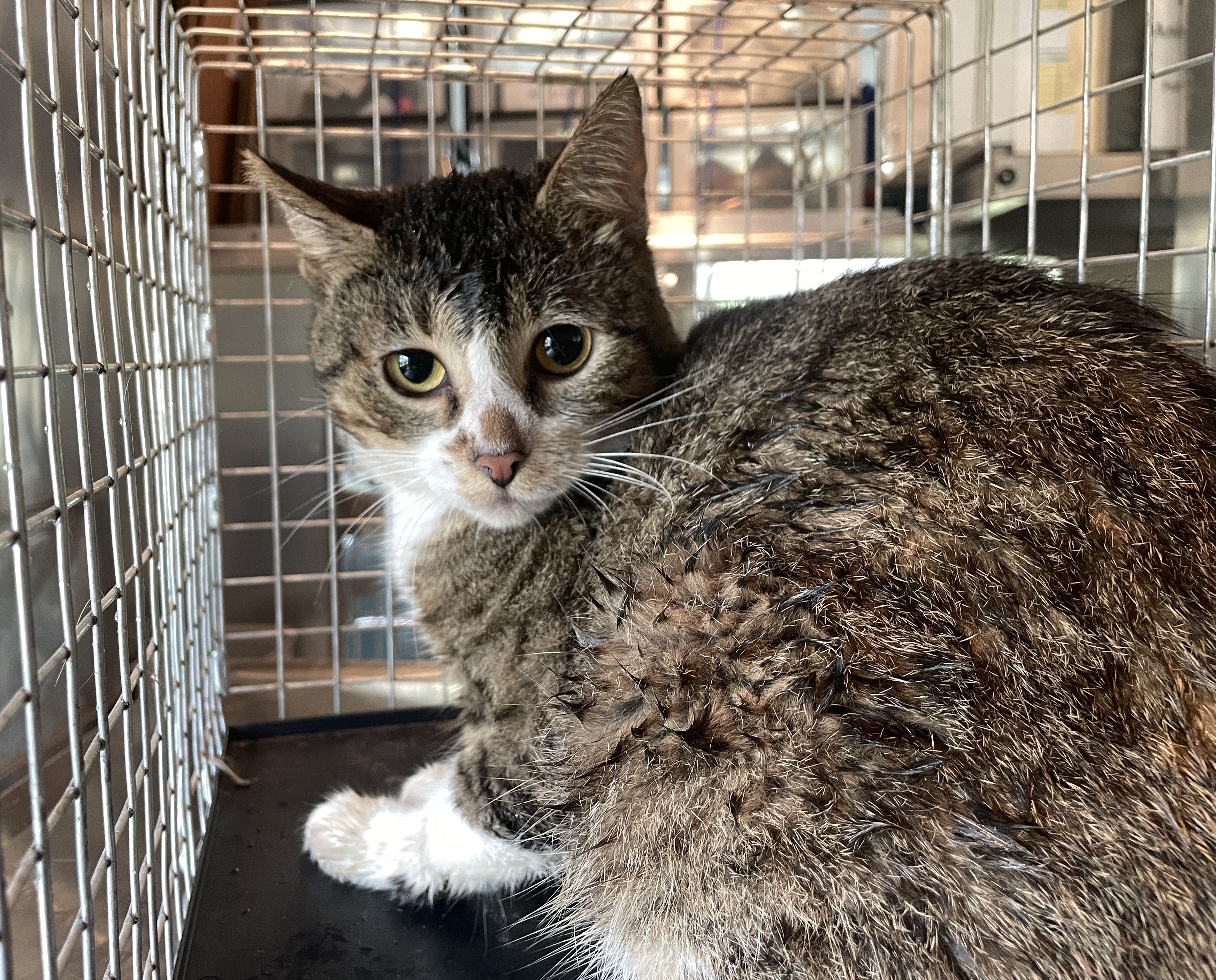 Brindle cat with white paws.