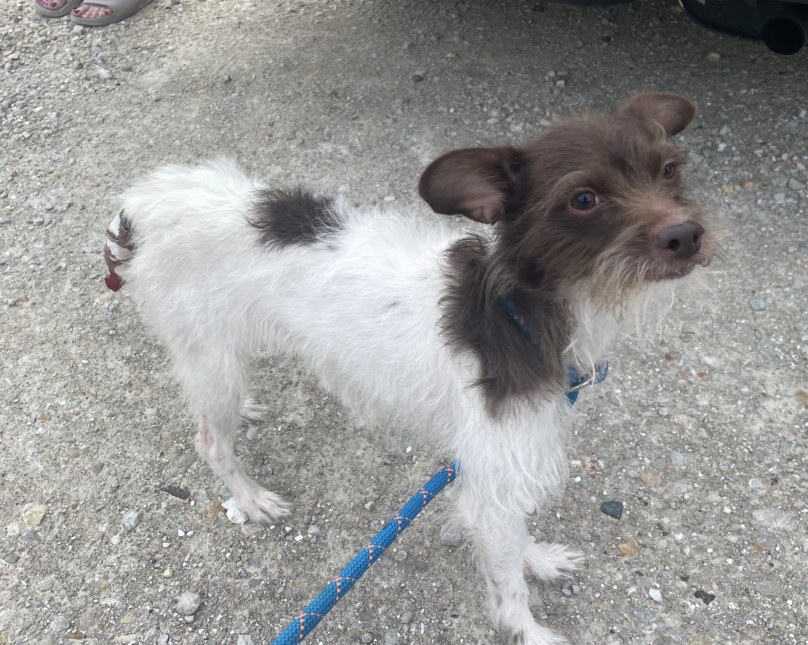 Male Terrier with white and brown fur.