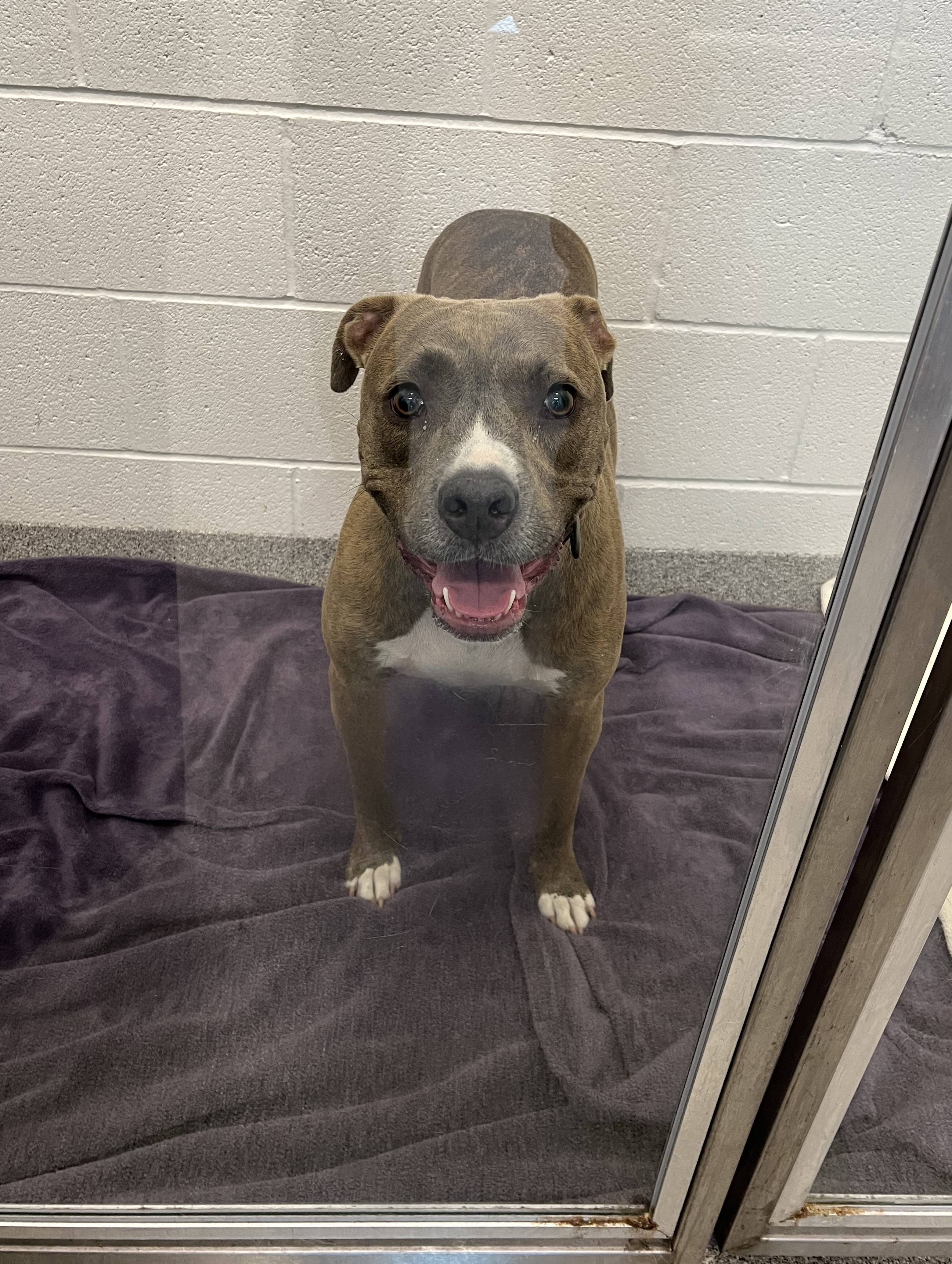 Female Pit Bull with brown and white fur.