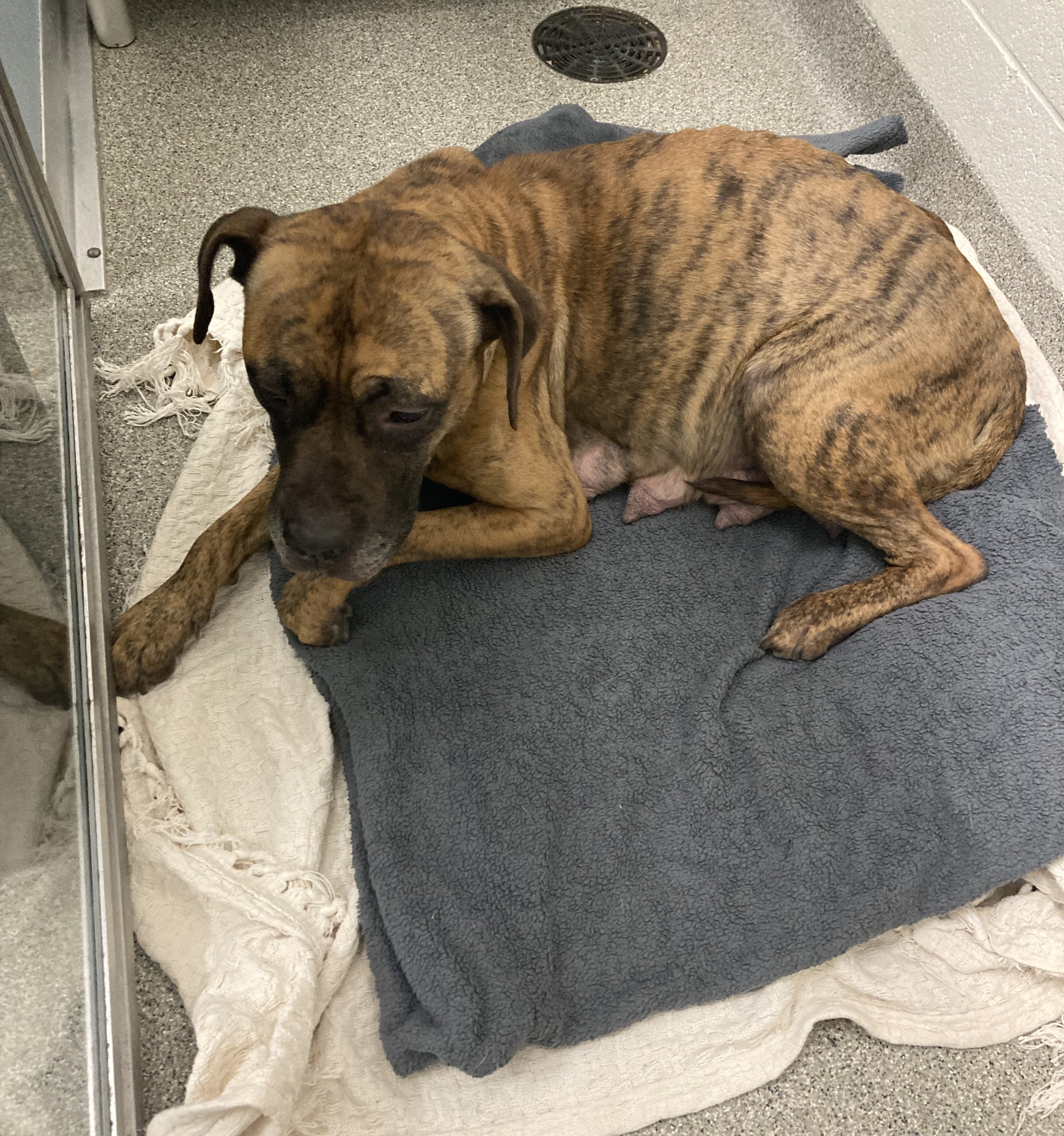 Female pit bull mix with brown/brindle fur.