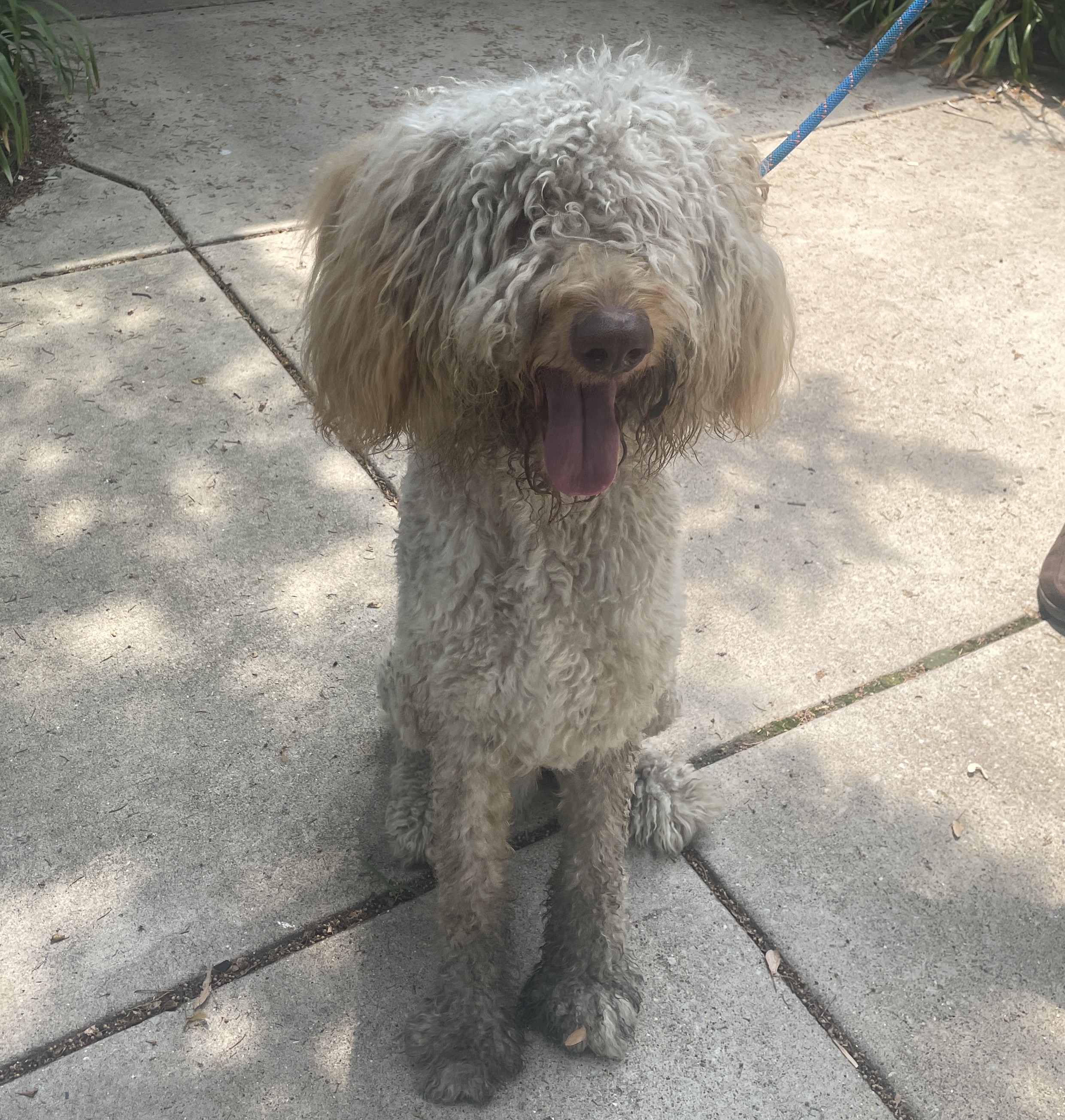 Large male dog with white fur.