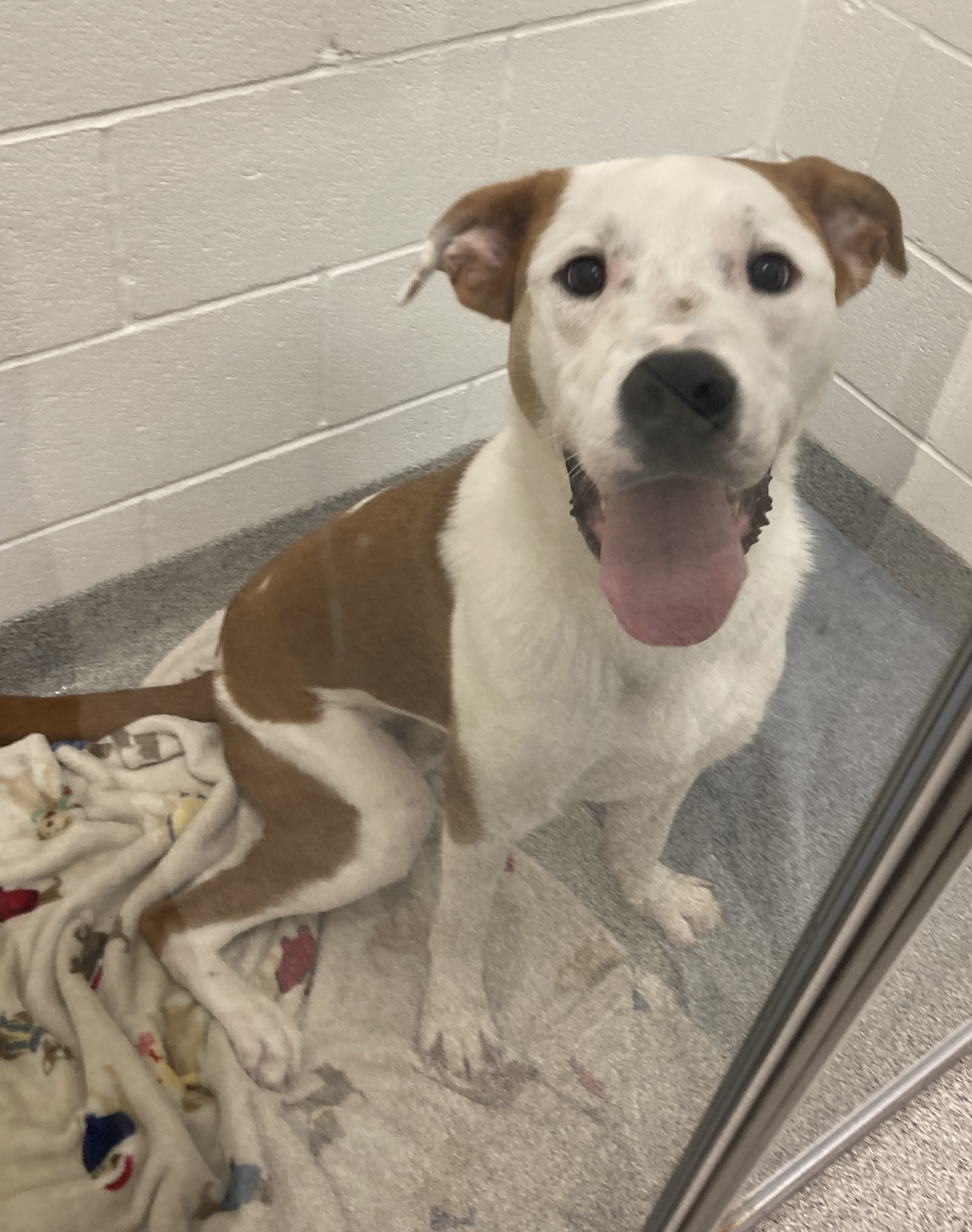 Large mixed breed dog with brown and white fur.