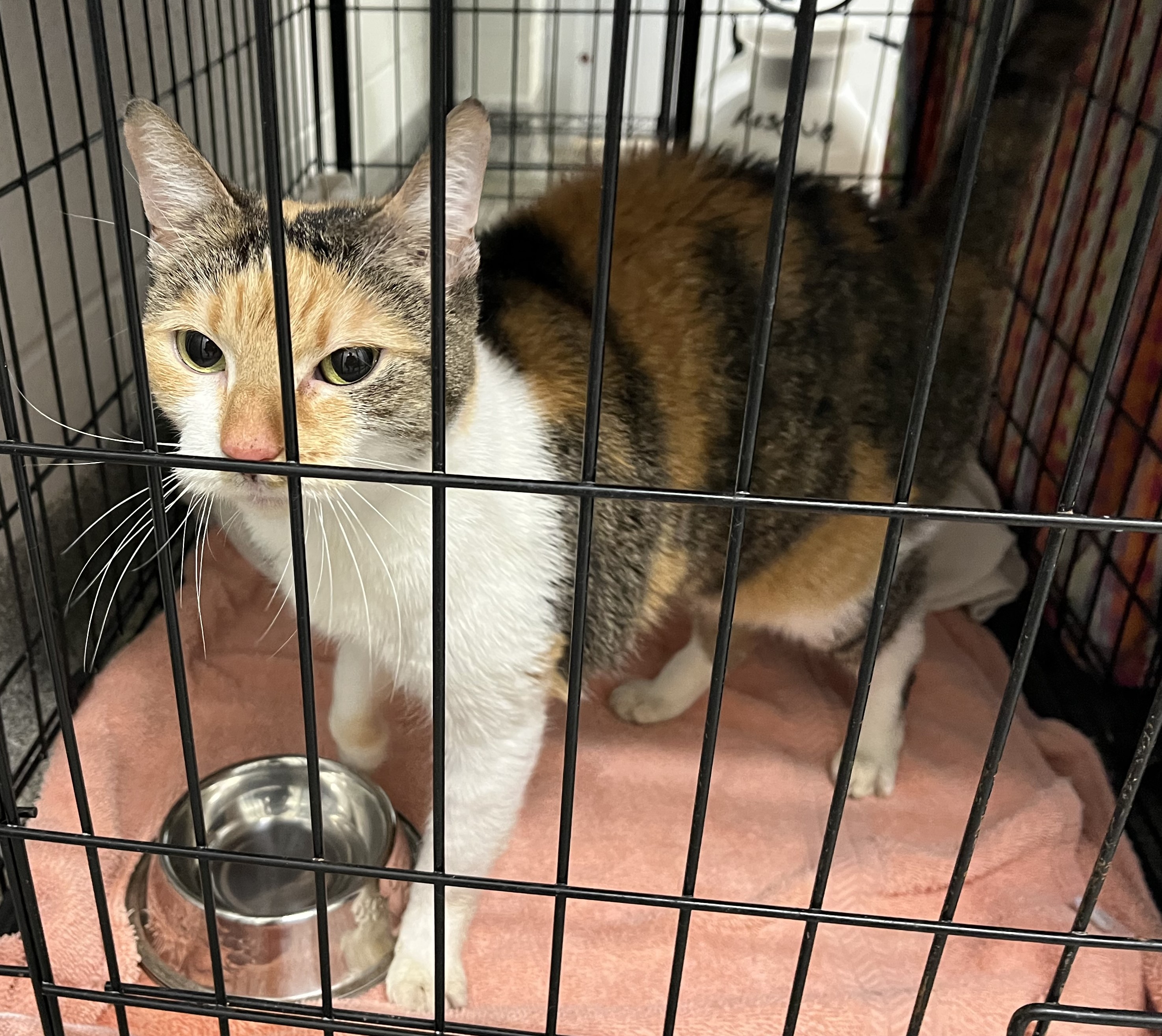 Female domestic cat with short hair. Calico color.