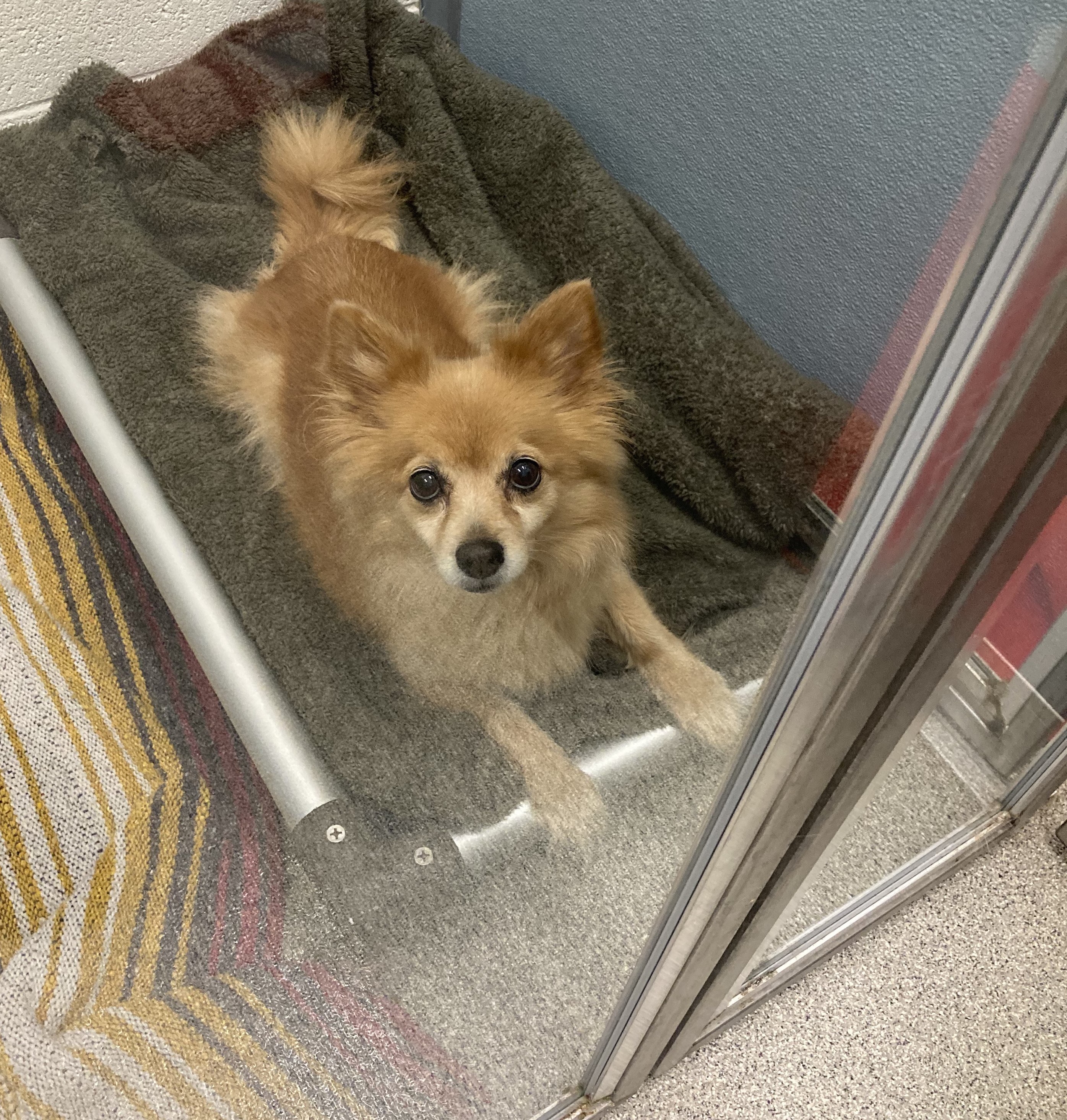Female Pomeranian with red fur.
