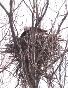 Forest Preserve District of Cook County Bald Eagle